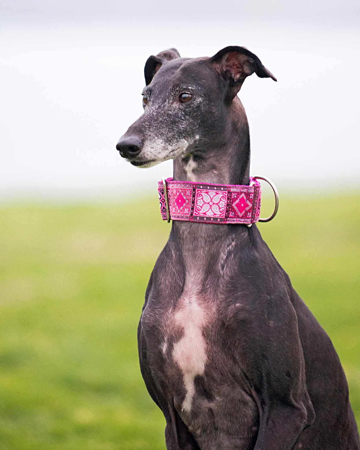 greyhound wearing a pink collar