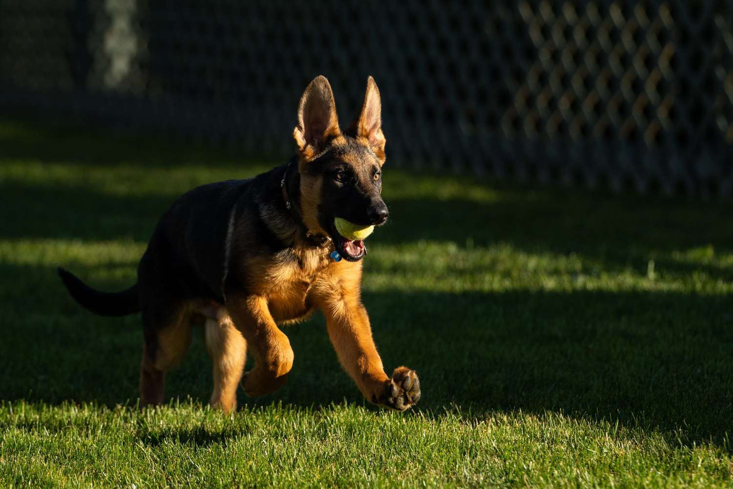 german shepherd puppy runs in grass with tennis ball in mouth