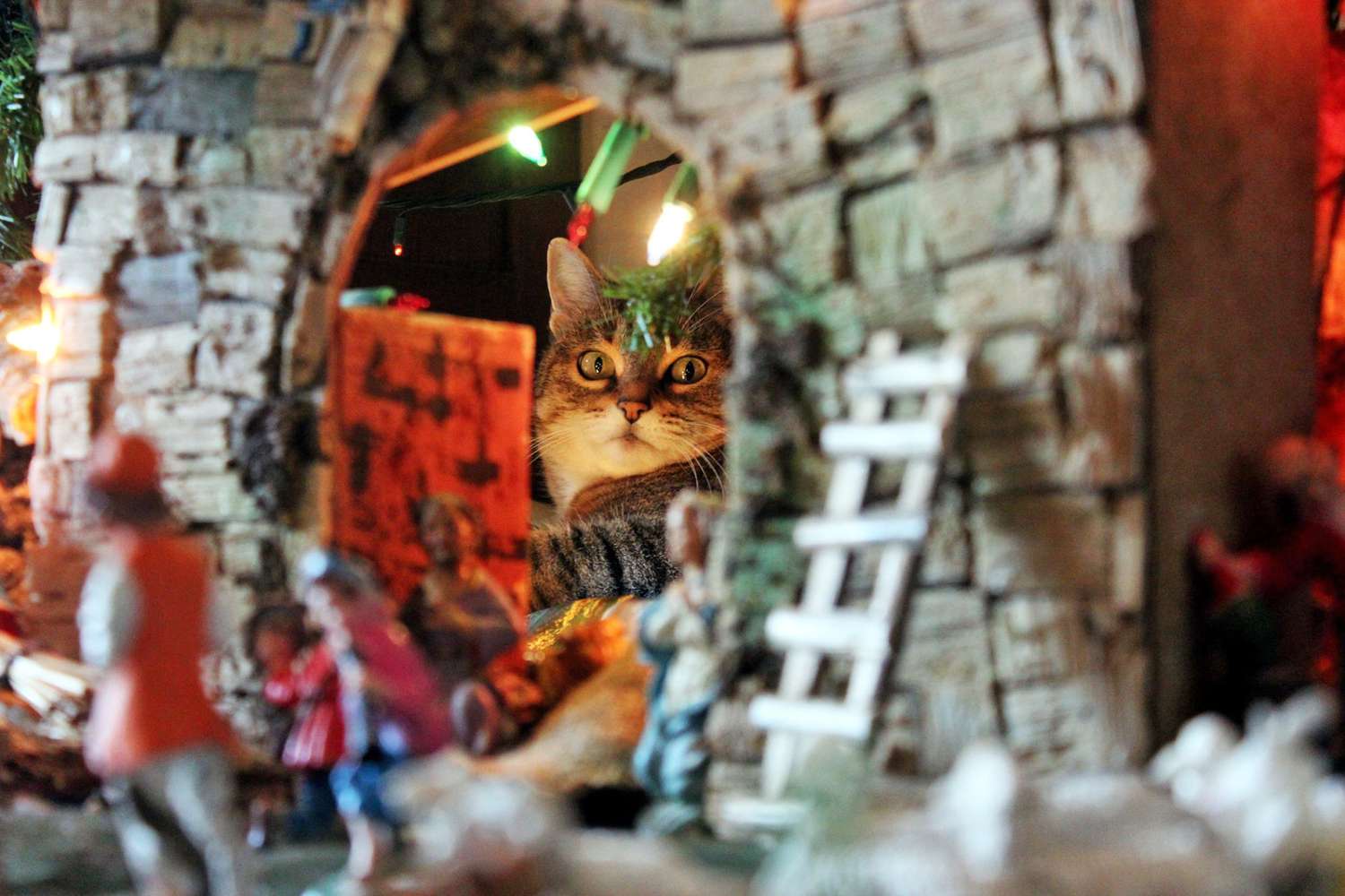 cat in nativity scene