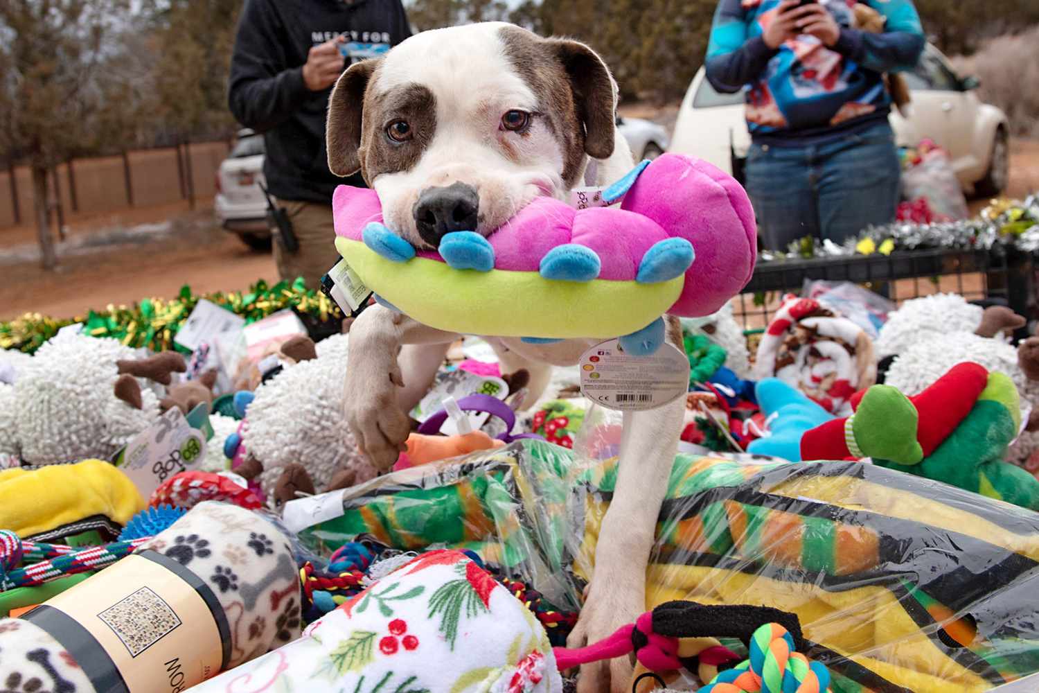 brown and white dog with a toy in mouth on pile of toys