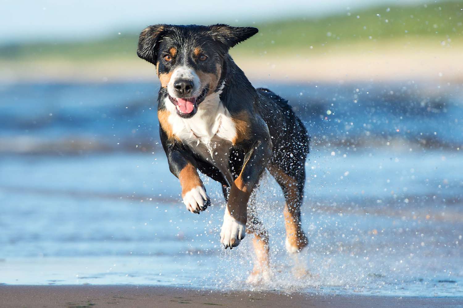 Entlebucher mountain dog running in water