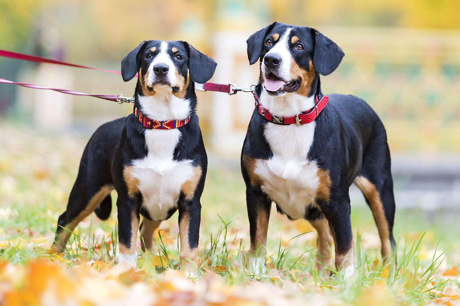 two Entlebucher mountain dogs standing together