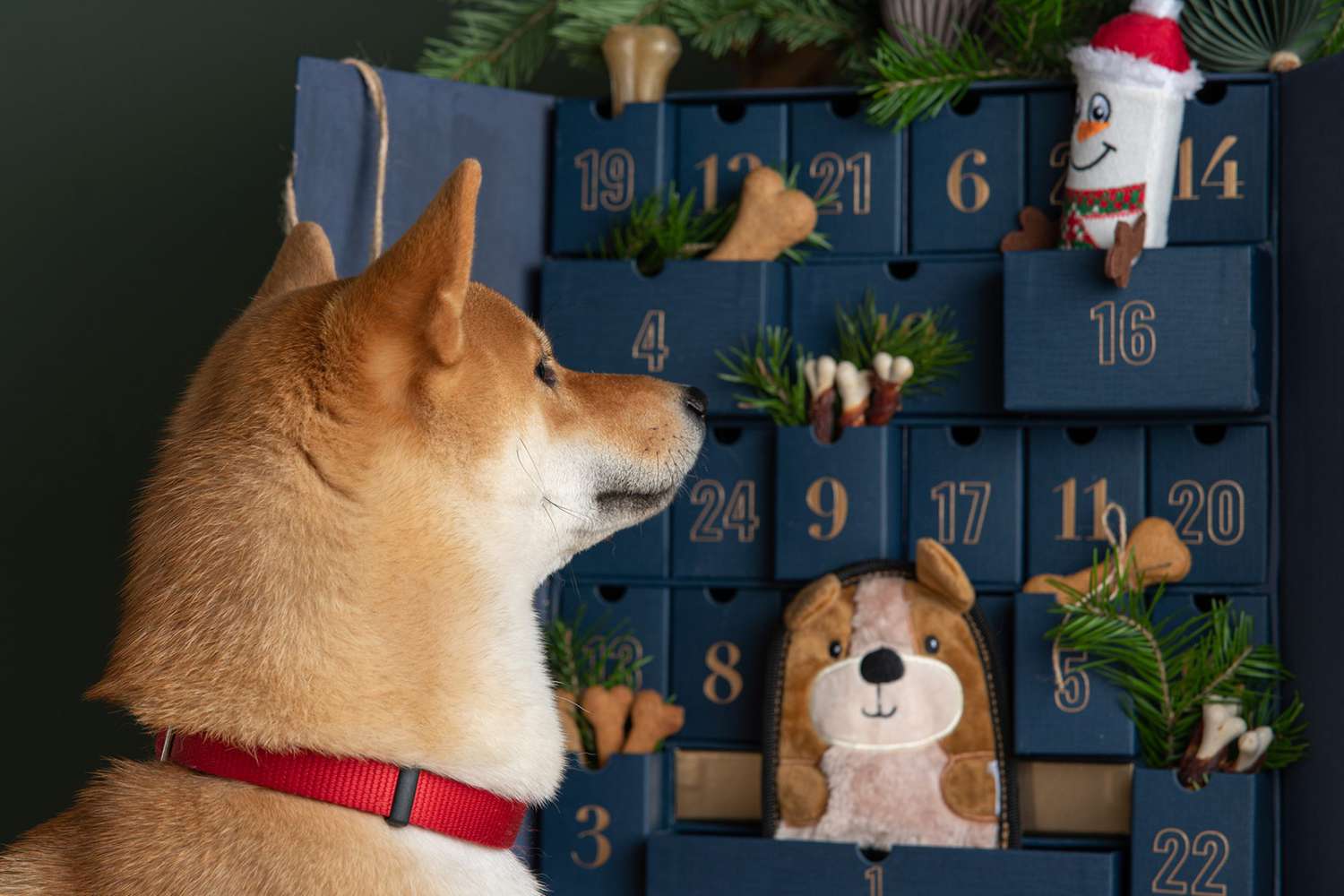 dog with pet advent calendar