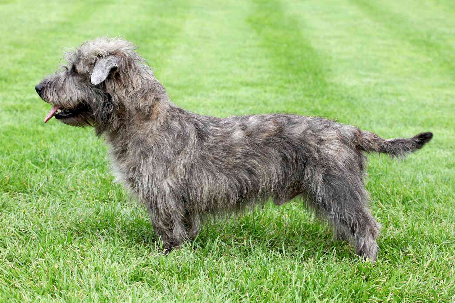 glen of imaal terrier standing profile in grass