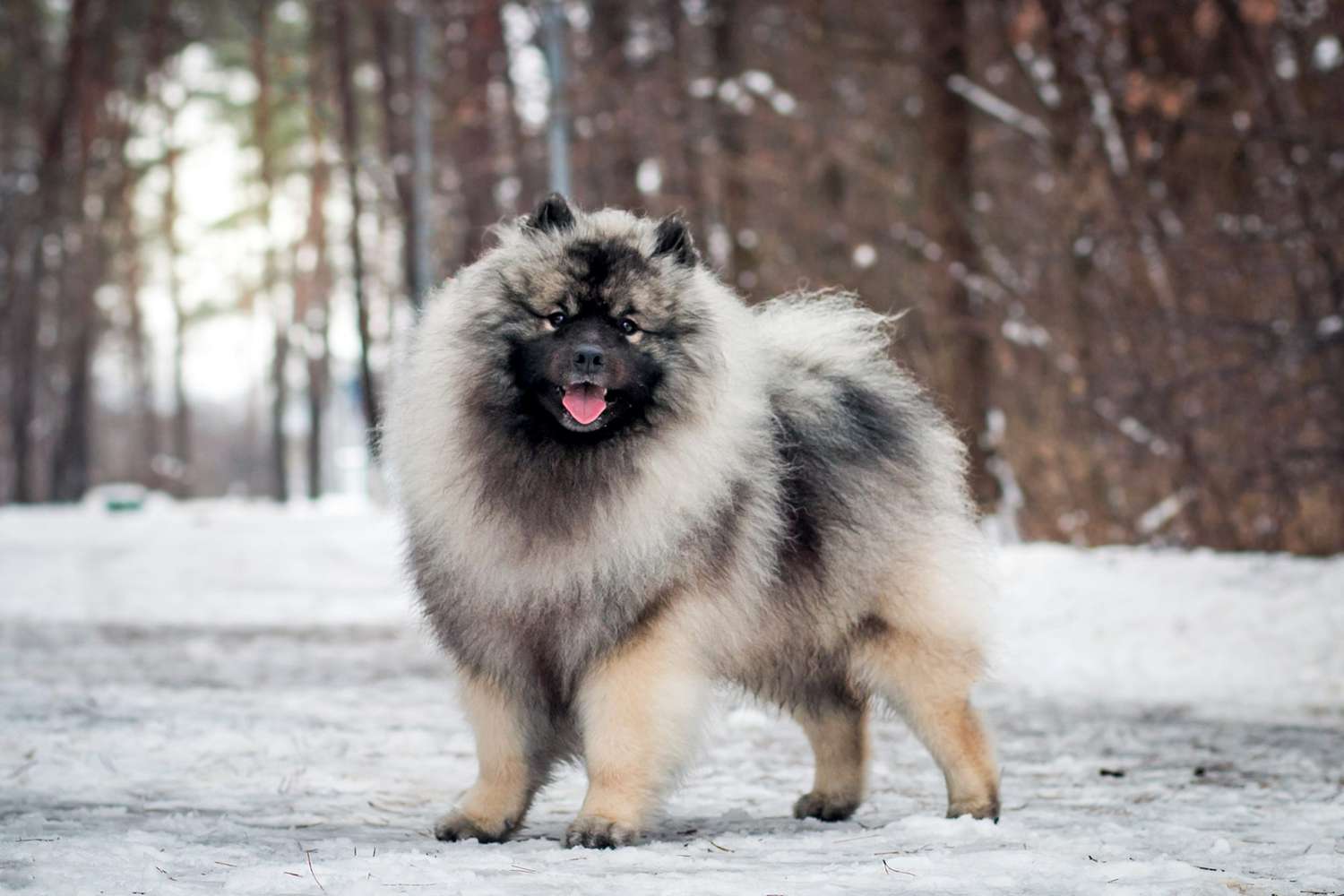 Keeshond standing in winter forest