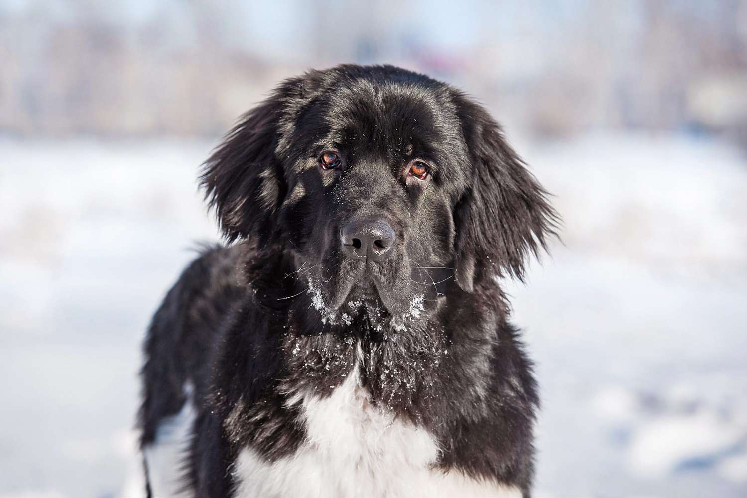 closeup of a black Newfoundland dog in the winter