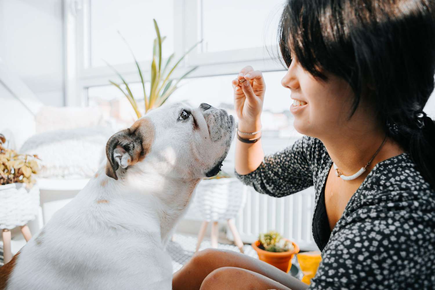 woman giving her dog prednisone