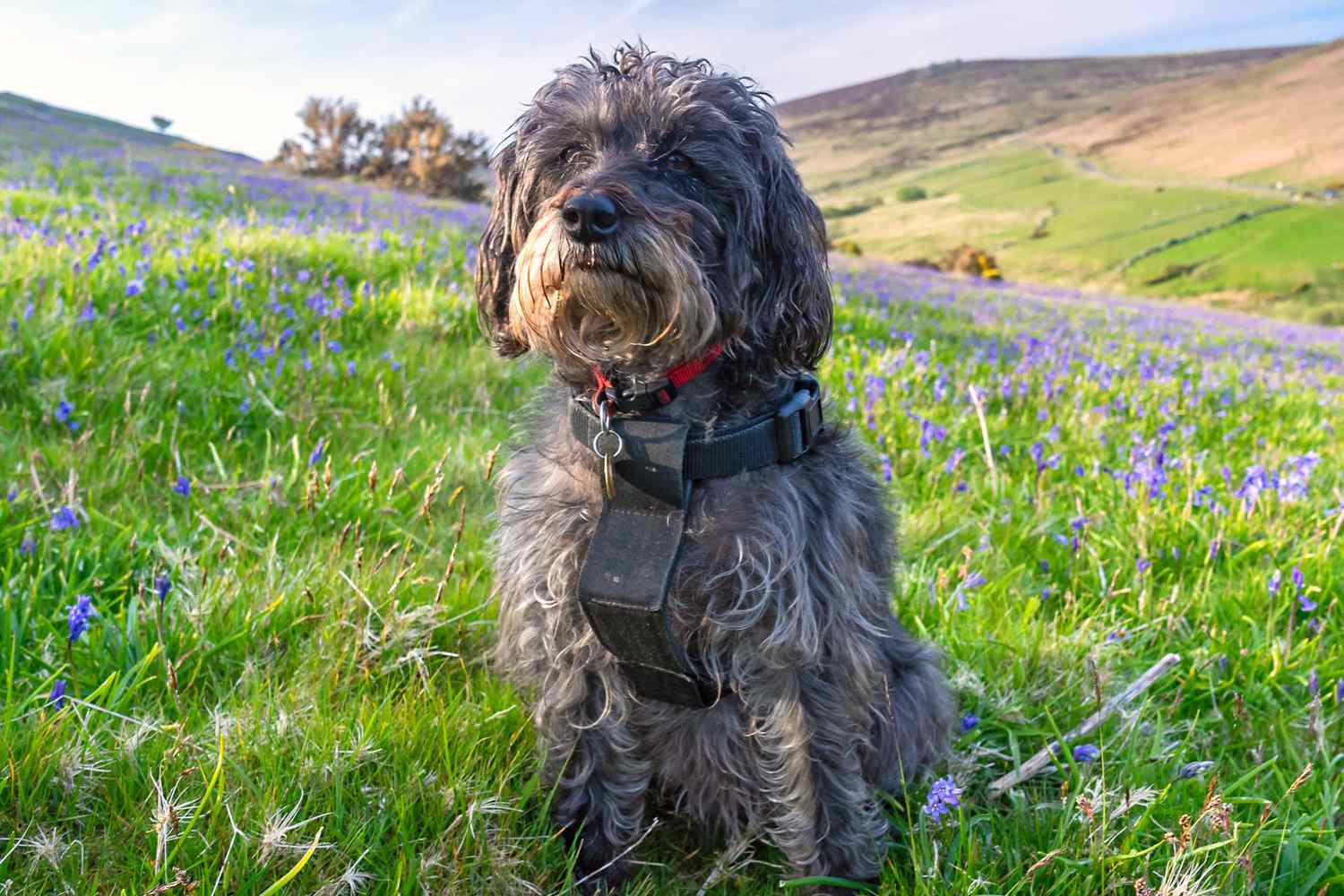 schnoodle sitting in a field of bluebells