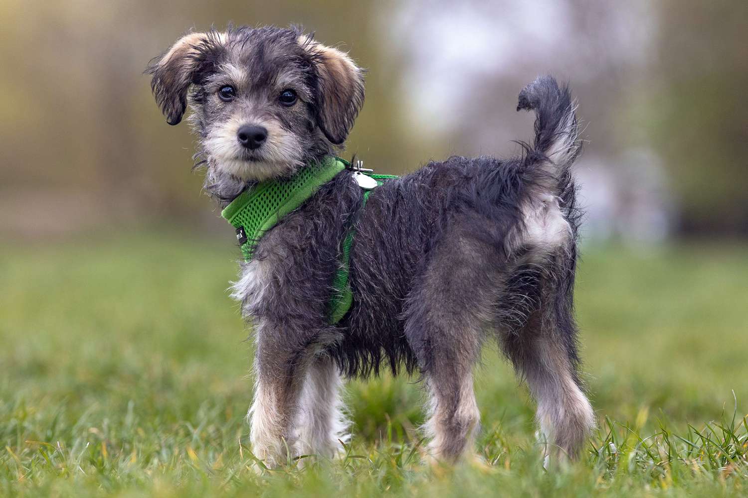 schnoodle puppy wearing green harness standing in grass