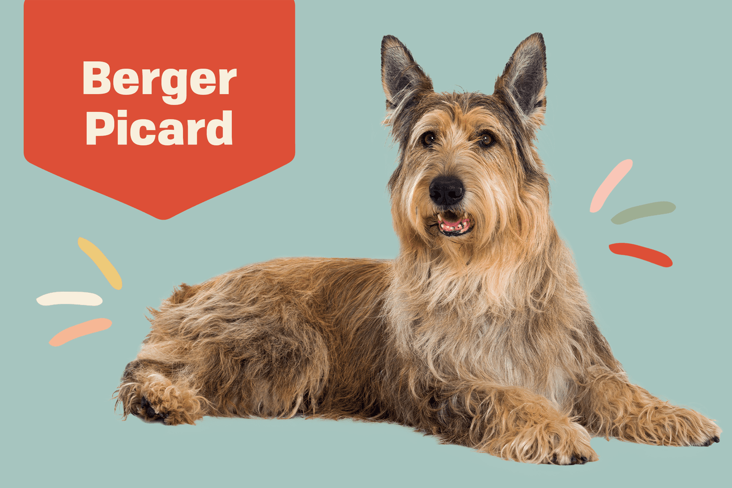 Berger Picard dog breed profile treatment