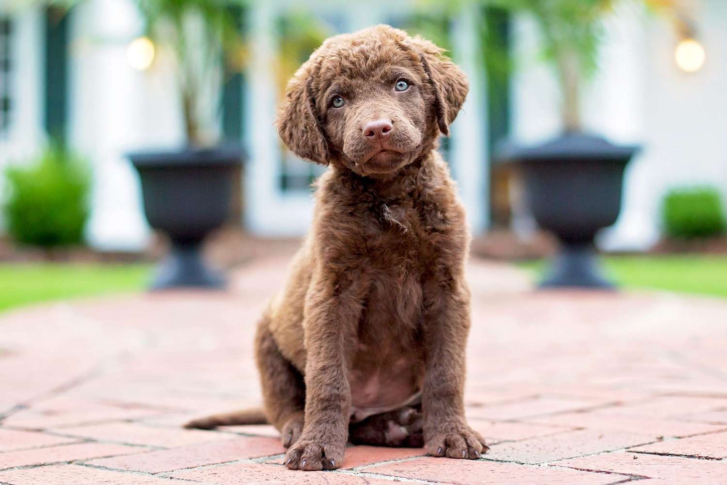 brown chesapeake bay retriever puppy sitting on brick pavement