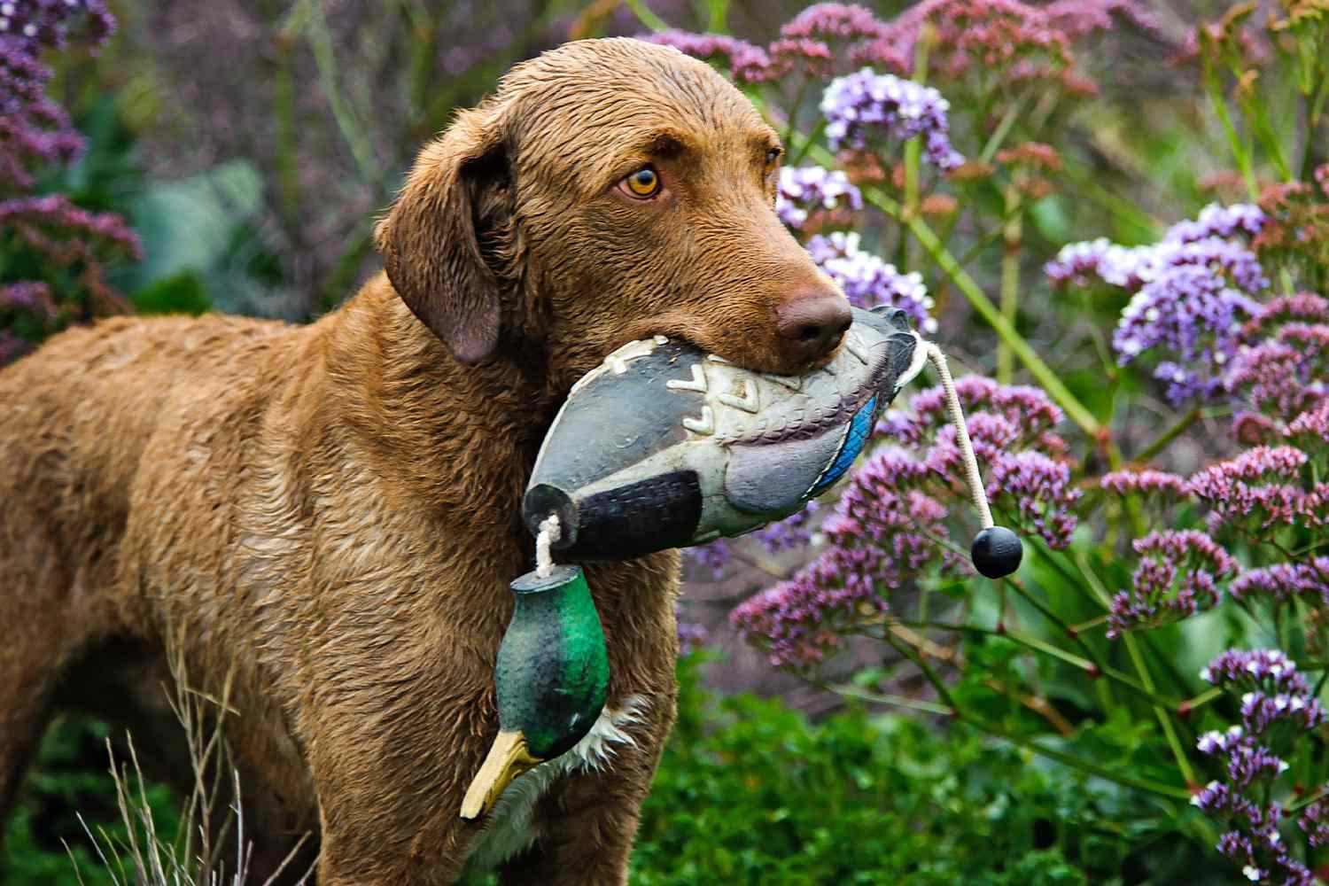 chesapeake bay retriever standing near purple flowers carrying a duck toy in her mouth