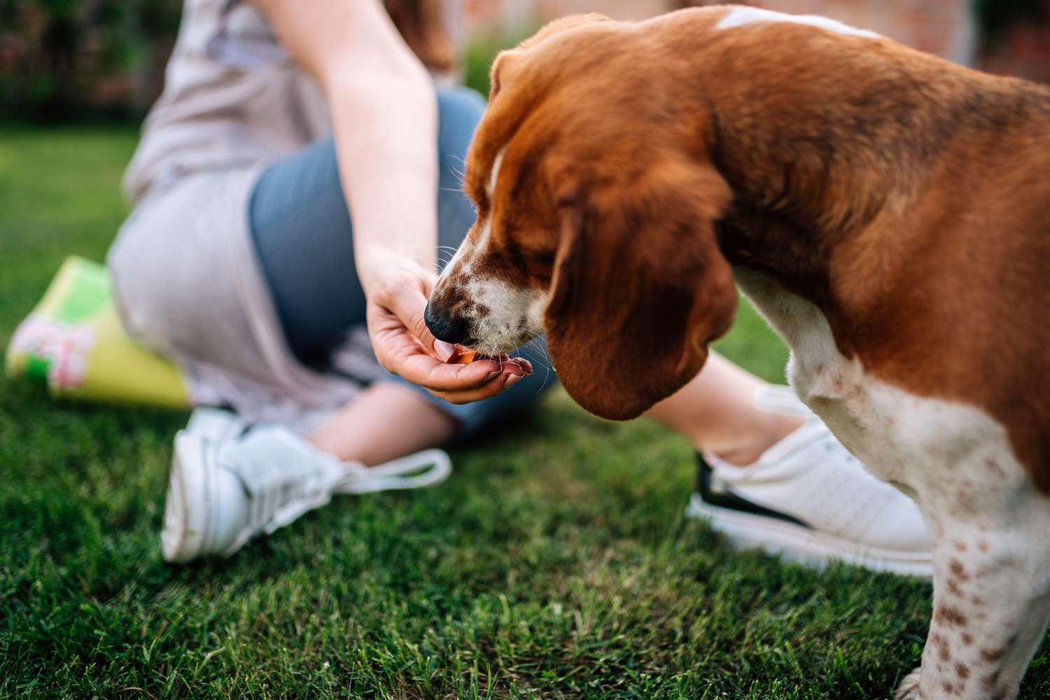 dog eating from human's hand while sitting in the grass