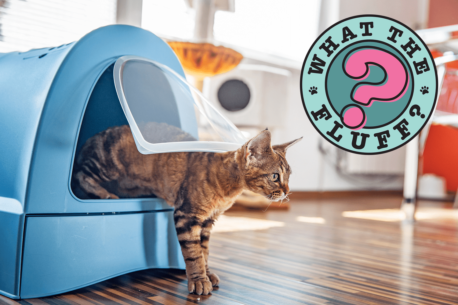 cat leaving litter box after burying their poop with what the fluff logo in corner