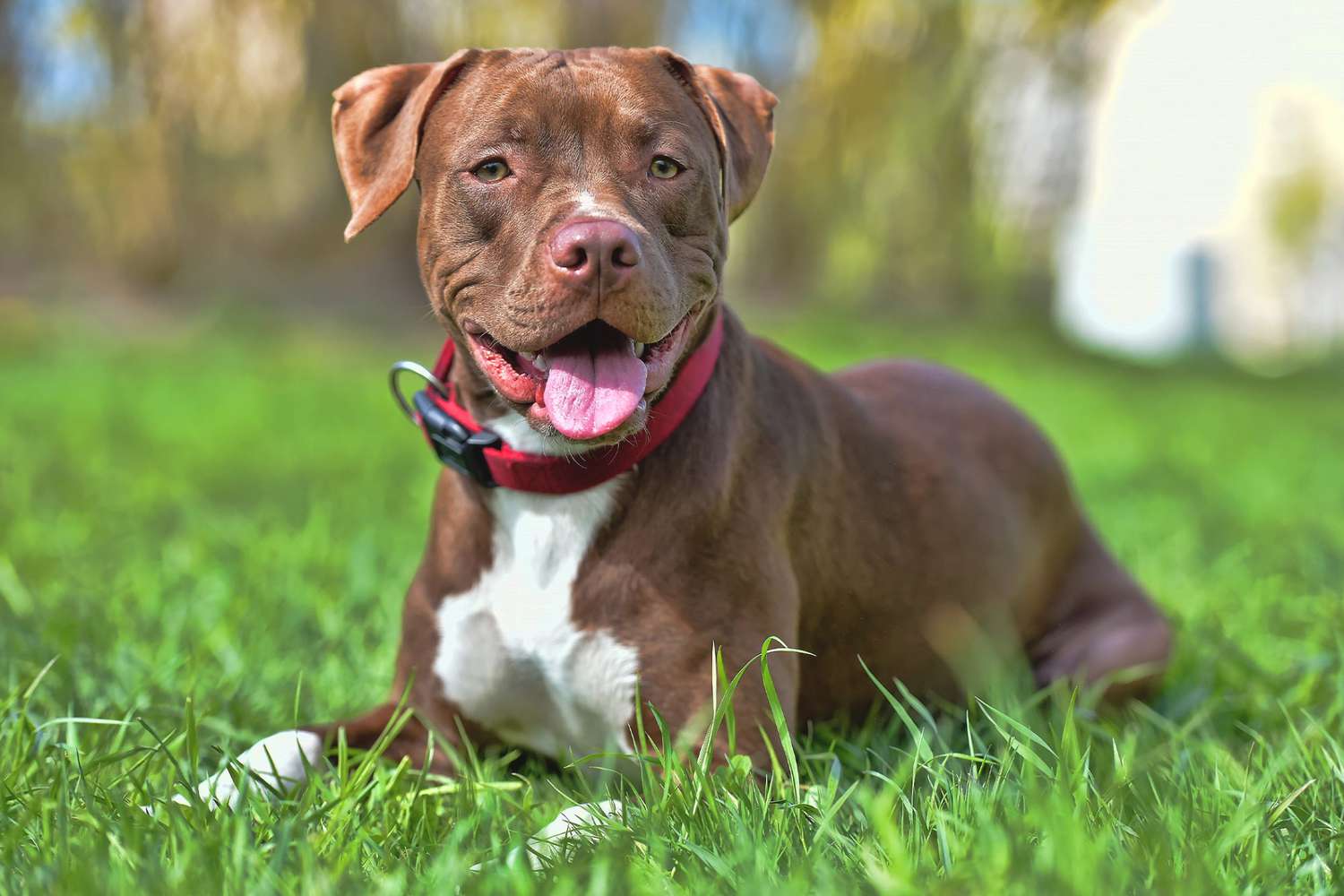 brown american pit bull wearing a red collar