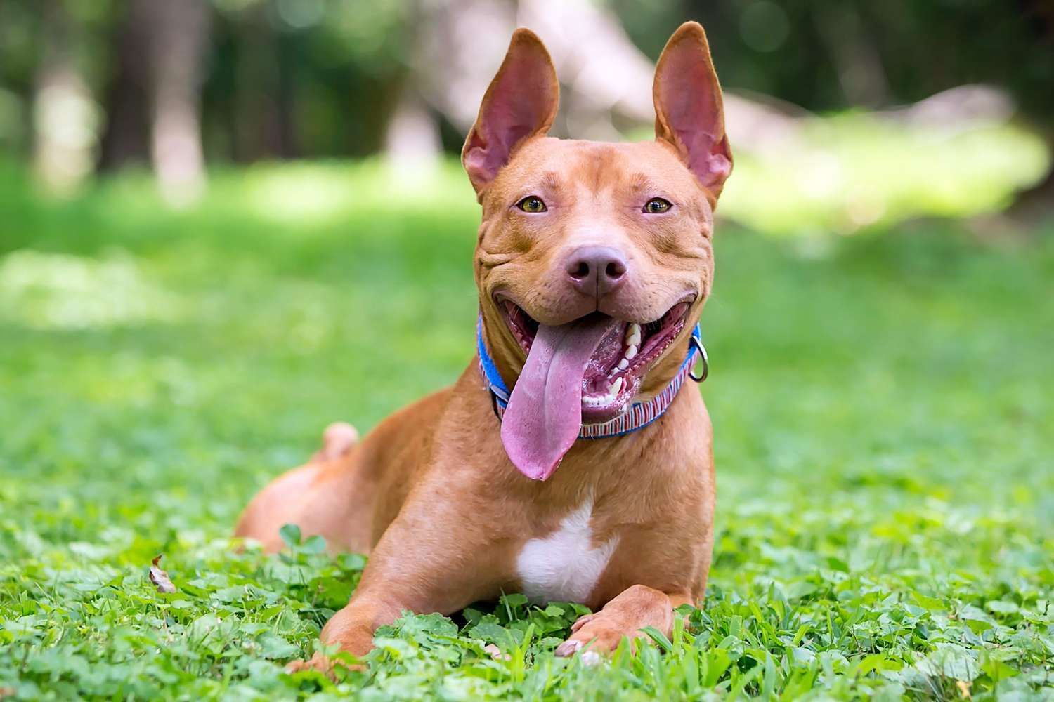 american pit bull lying in grass with his ears up and tongue out