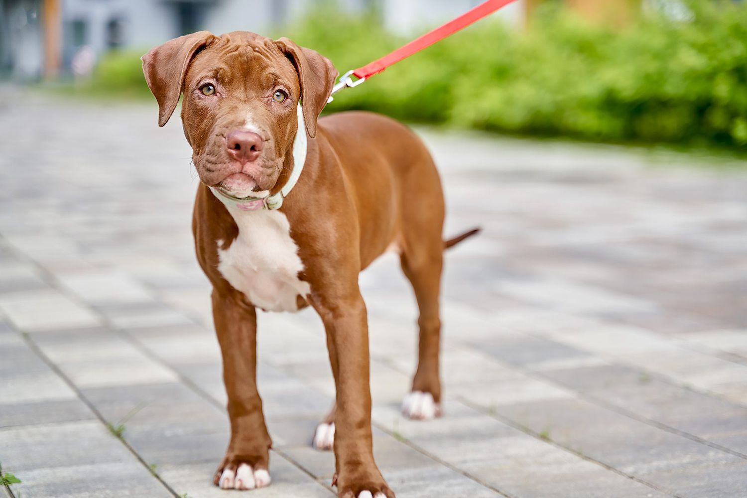 american pit bull puppy on a red leash