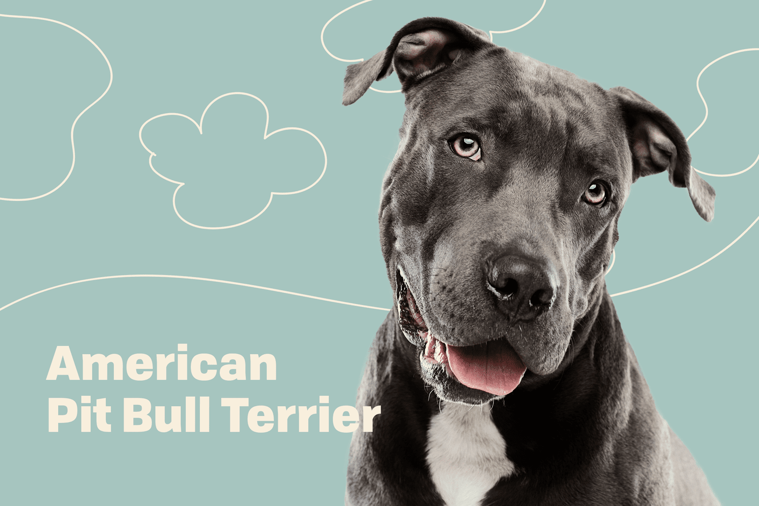 American Pit Bull Terrier dog breed profile treatment