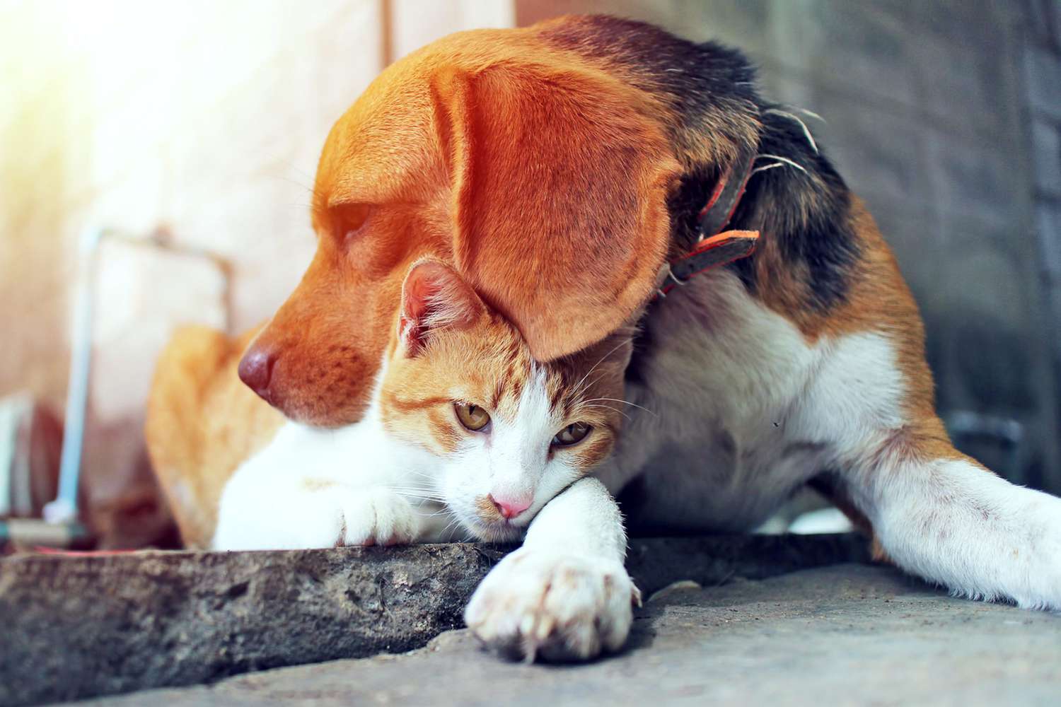beagle resting his head on a cat's head