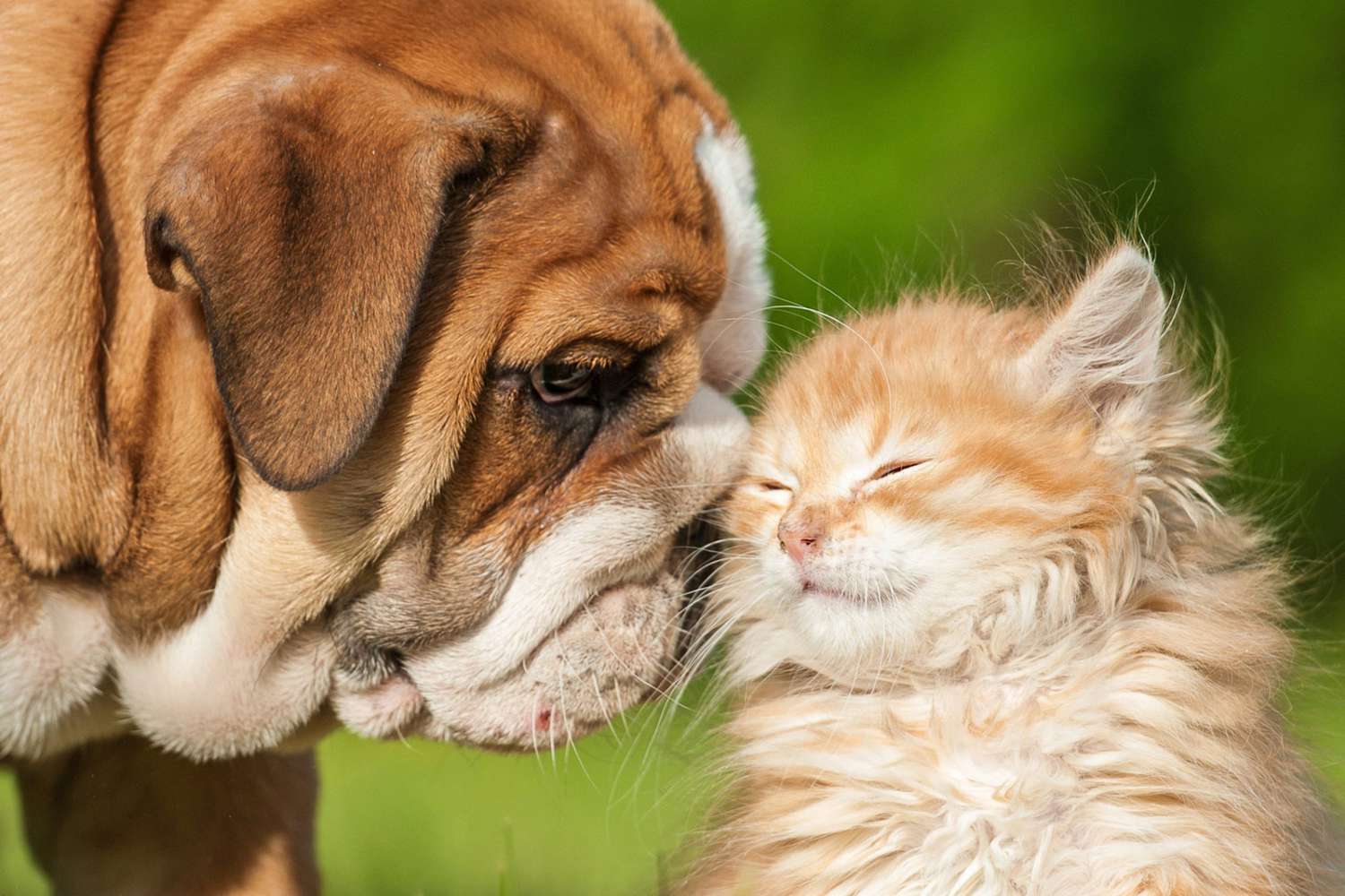 english bulldog nuzzling an orange kitten