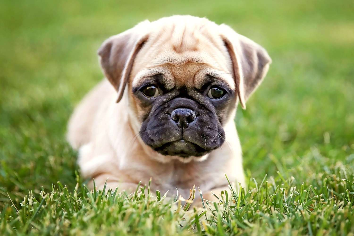chug puppy lying in grass