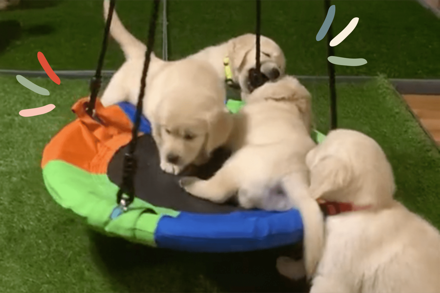 puppies playing together on a swing