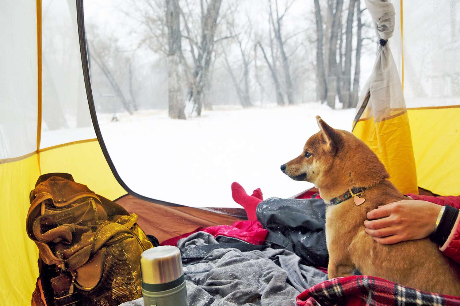 dog sitting in a yellow tent next to owner while winter camping