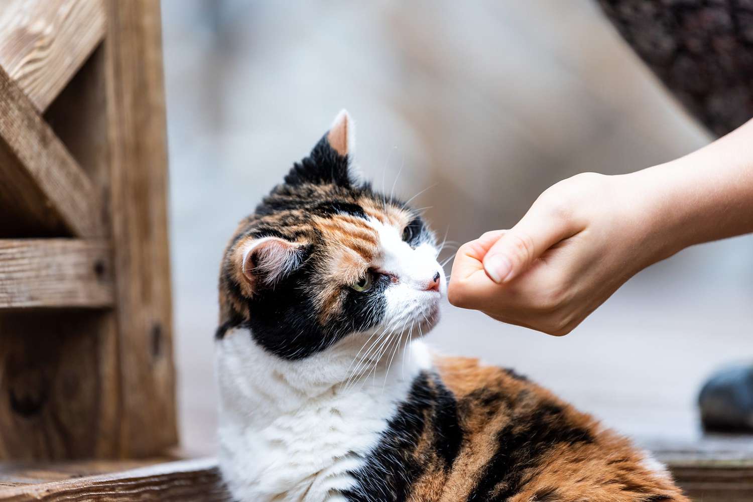 cat sniffing what is in person's fist for "find it" command