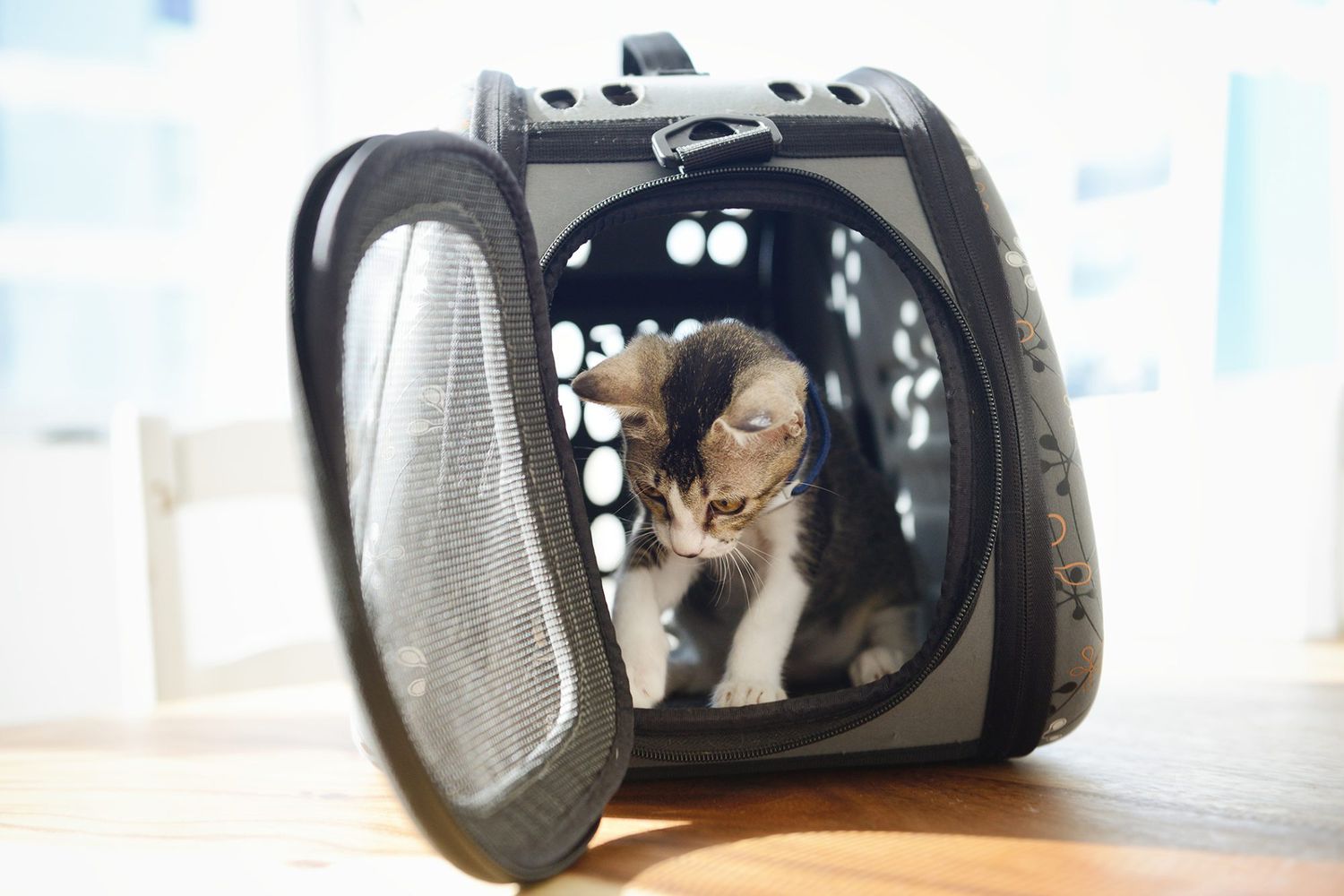cat in his cat carrier praciticing "in your box" command