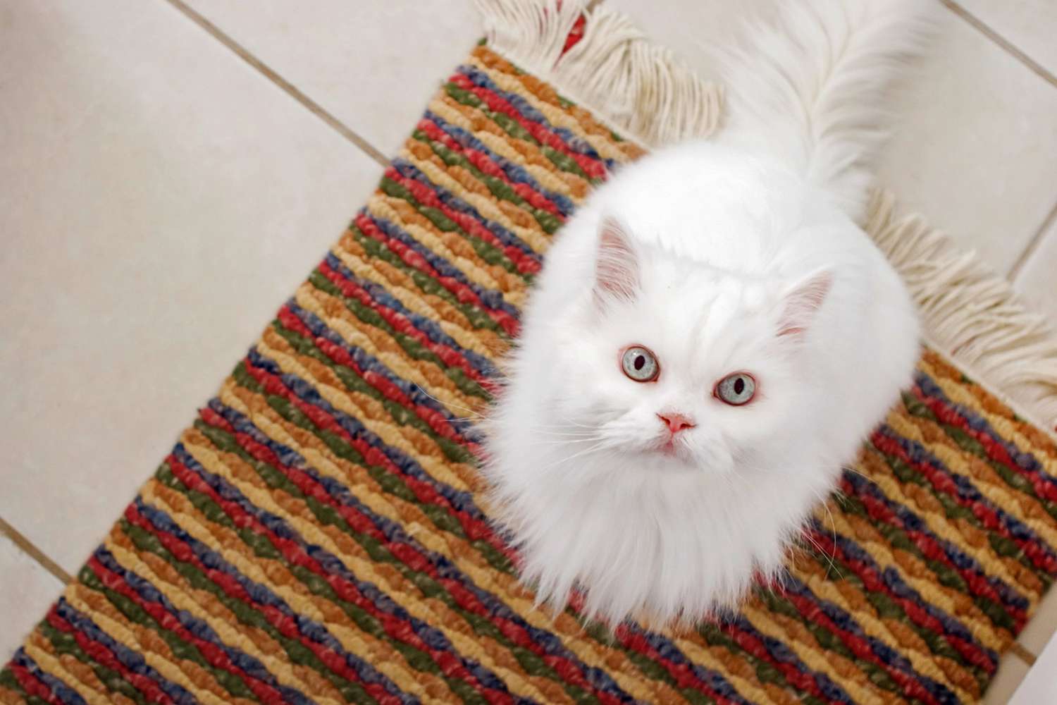 white cat sitting on mat for "on your mat" command