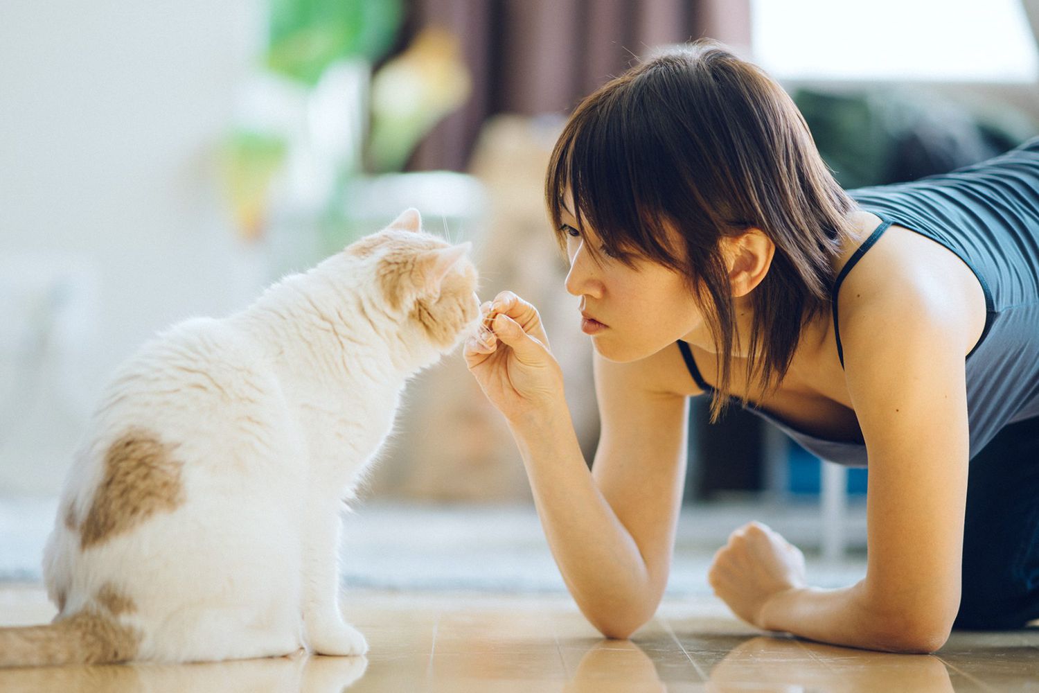 asian woman giving treat to sitting cat after &quot;sit&quot; command
