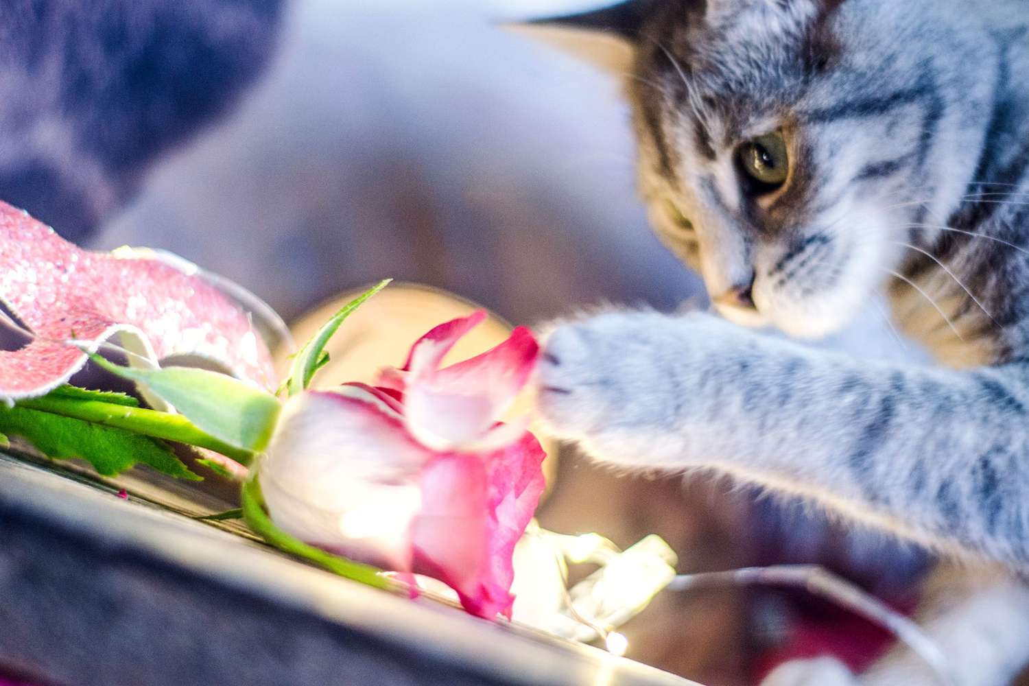 gray cat pawing at a pink rose