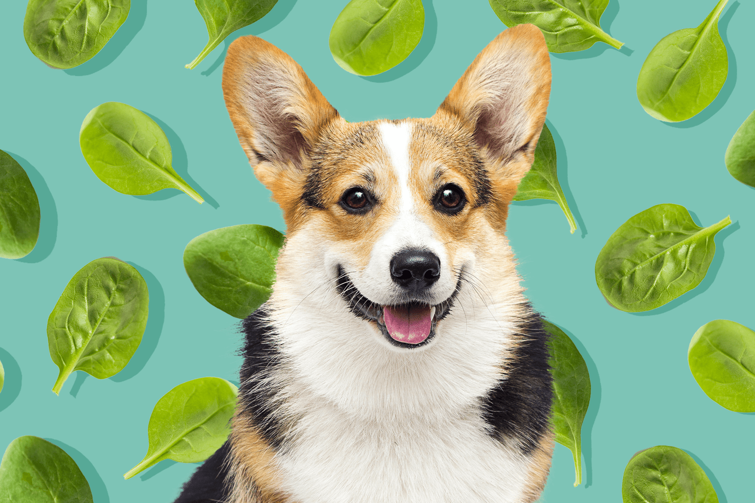 can dogs eat spinach corgi on a teal background with spinach