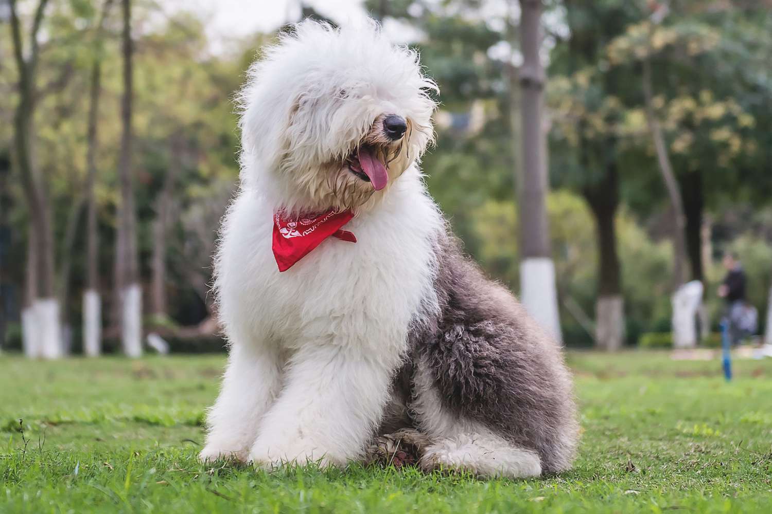 old english sheepdog wearing a red bandana sitting in a park