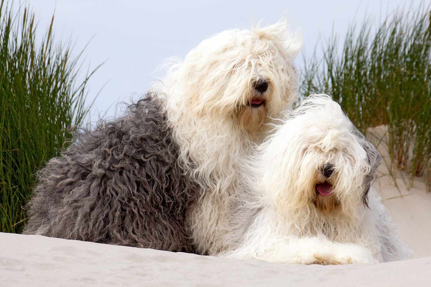 two old english sheepdogs lying on sand