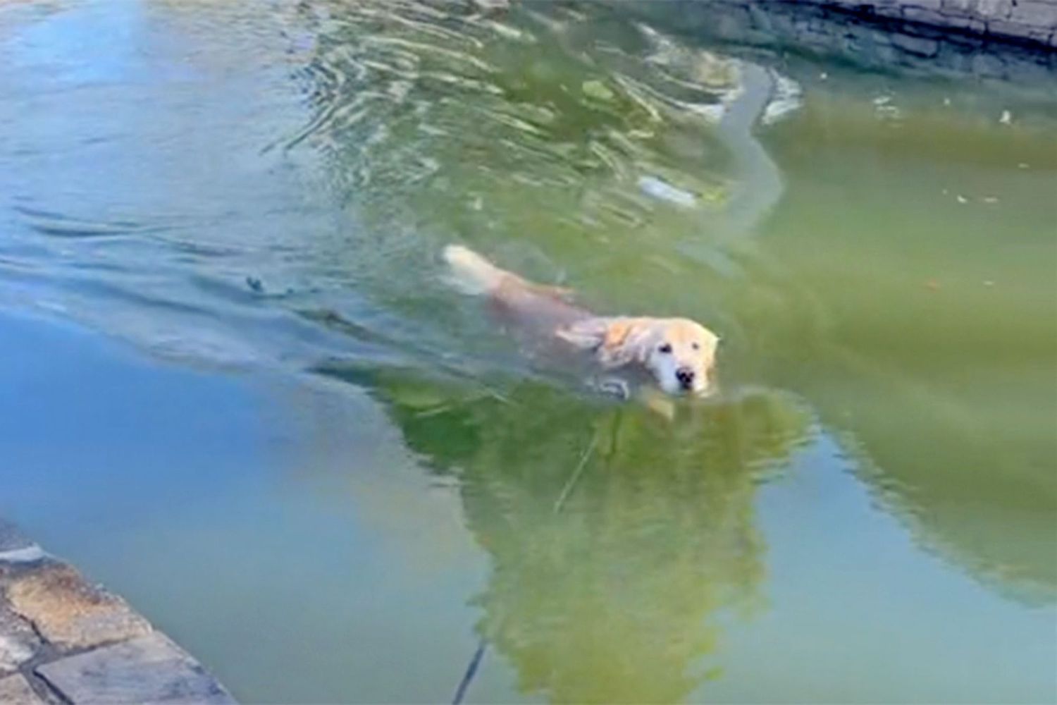 dog taking his walk in a pond