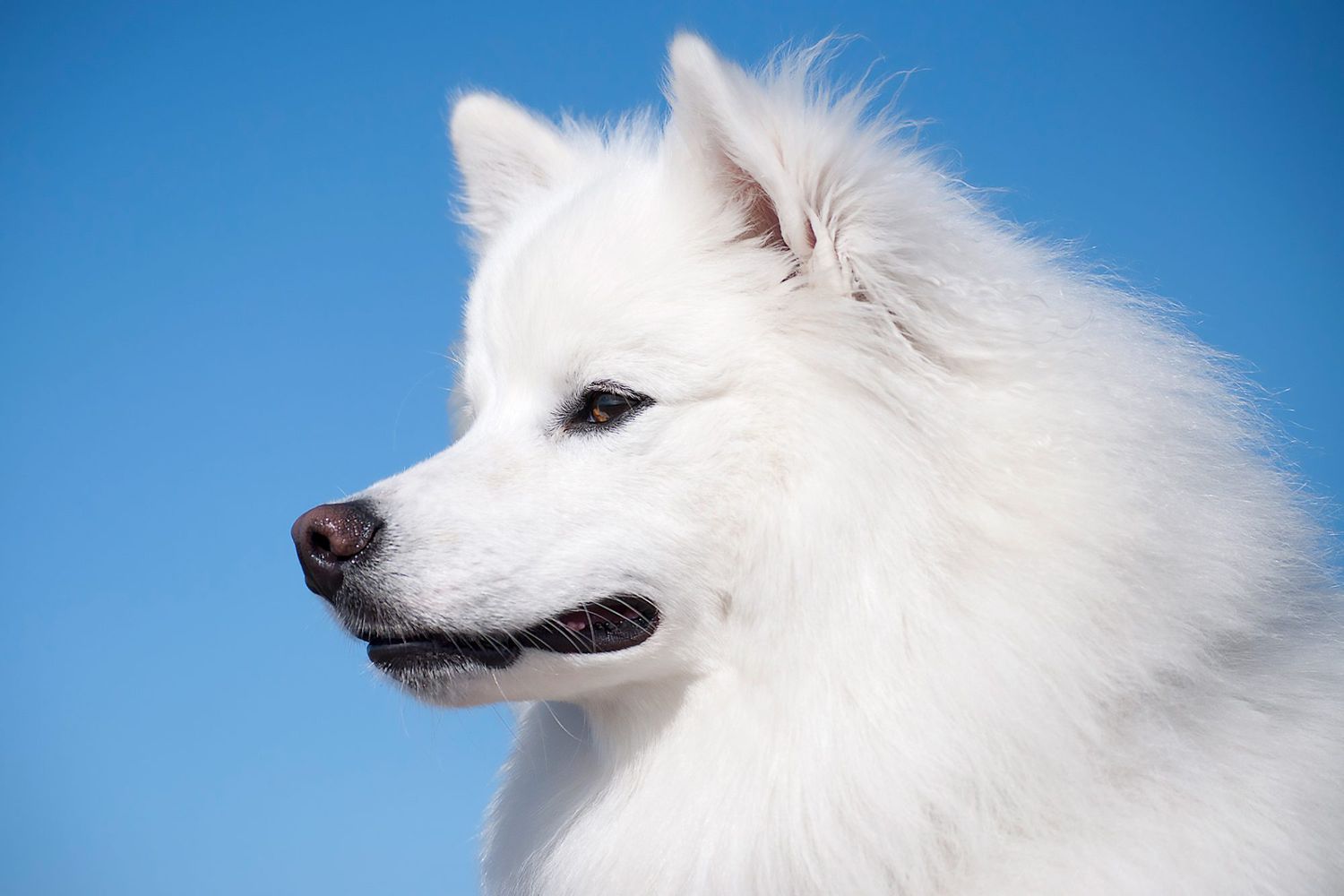 american eskimo dog profile against a blue sky