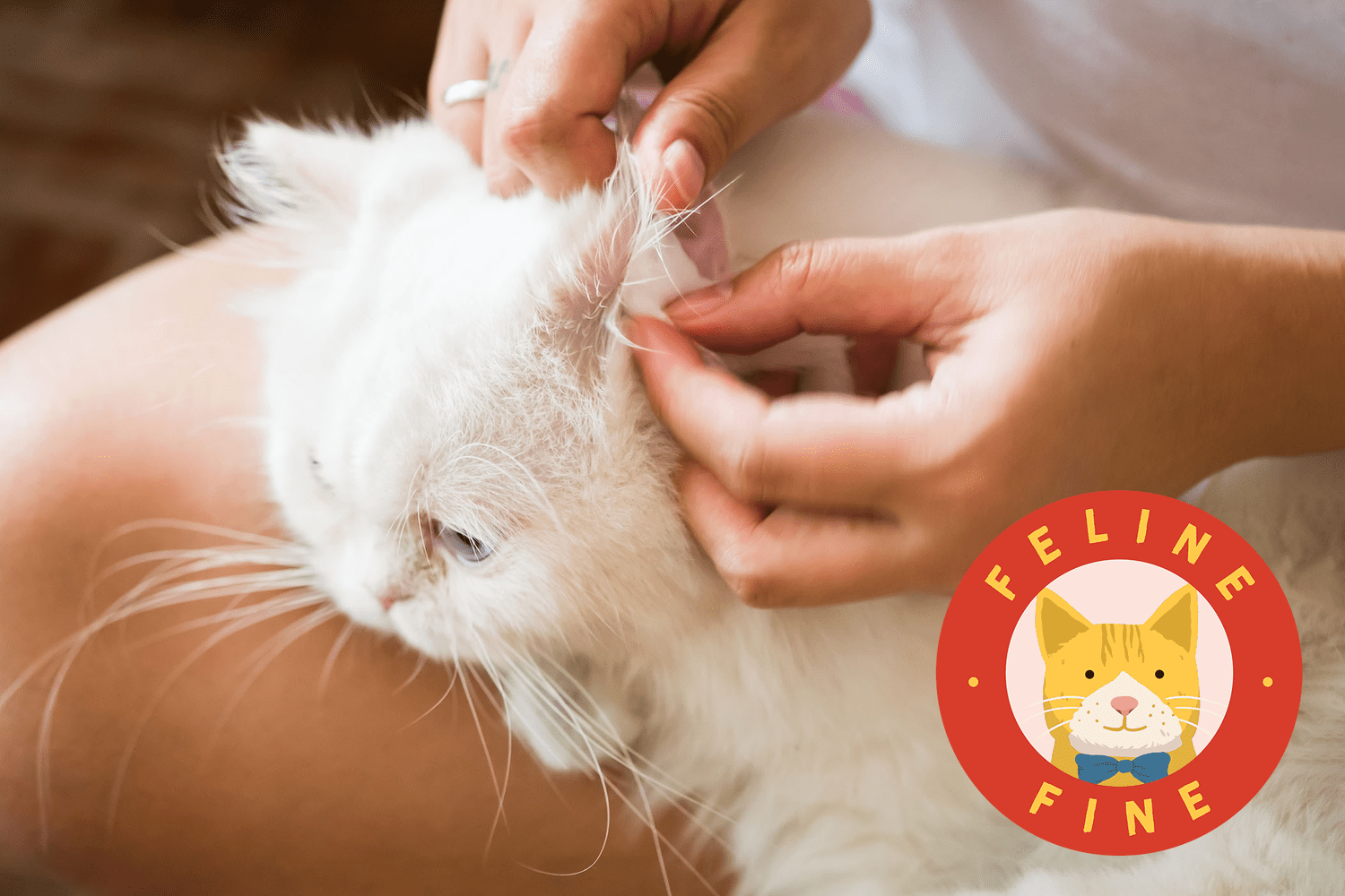 owner cleaning cat's ears with what the fluff logo