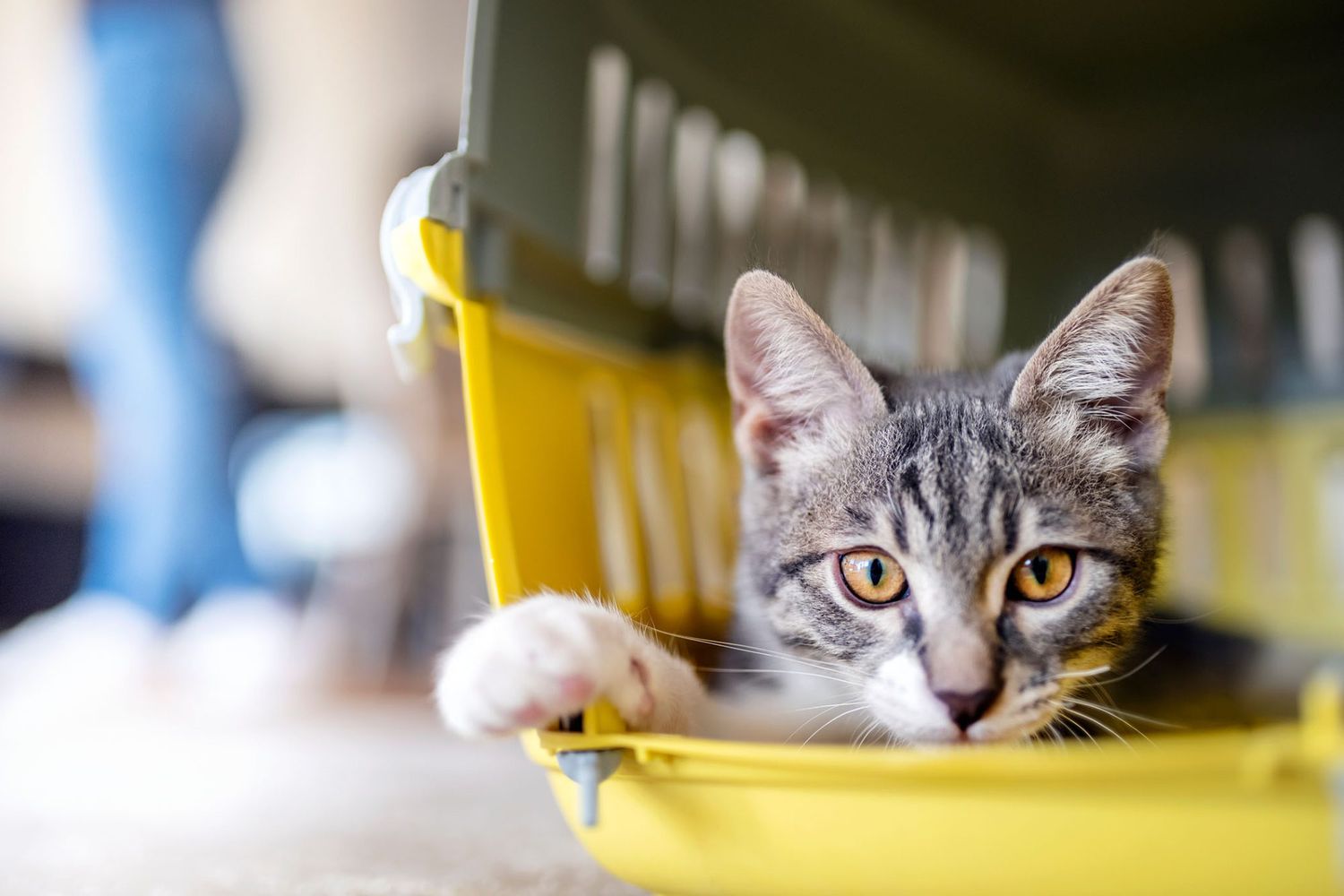 kitten lying in a yellow pet carrier