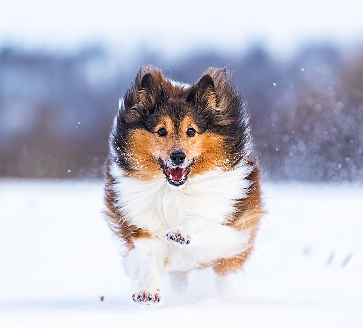 shetland sheepdog running in snow