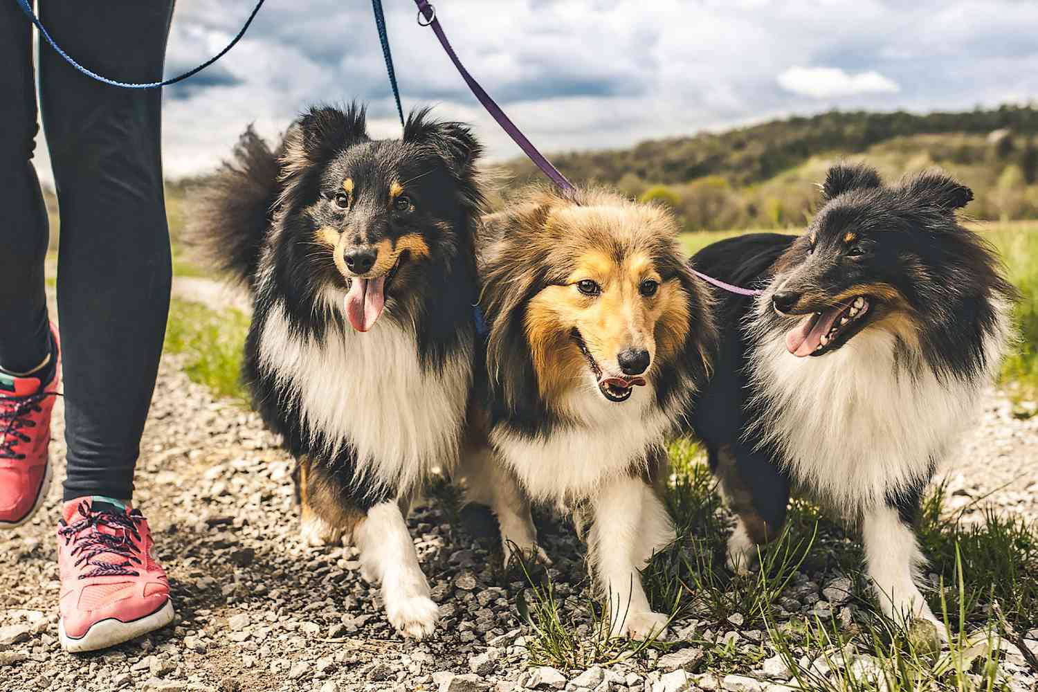 three shetland sheepdogs walking together on leash