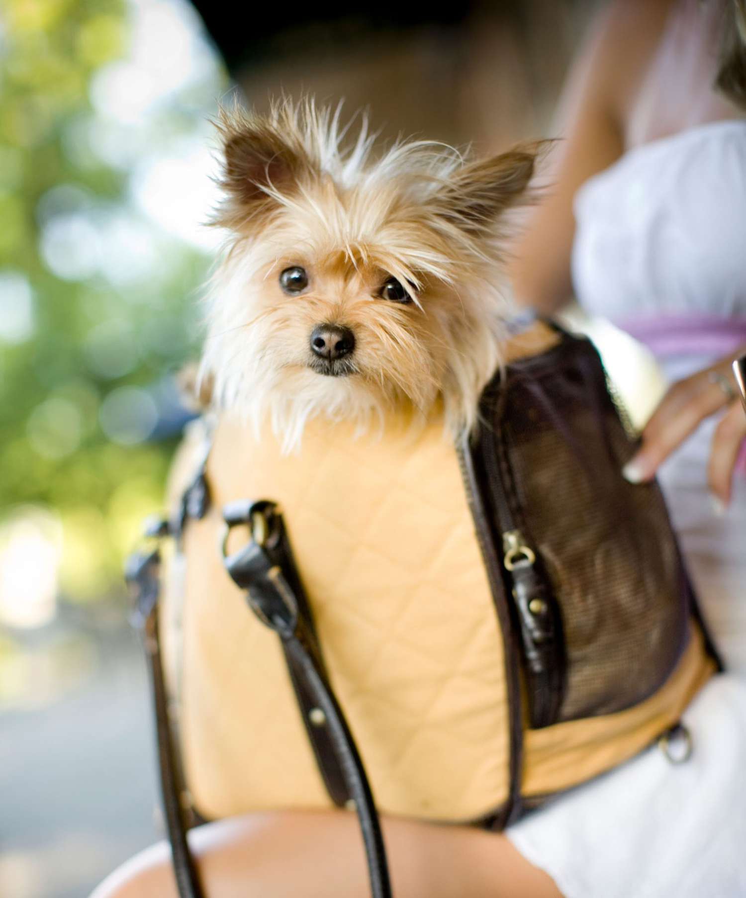 Yorkshire Terrier sitting in tote on woman's lap