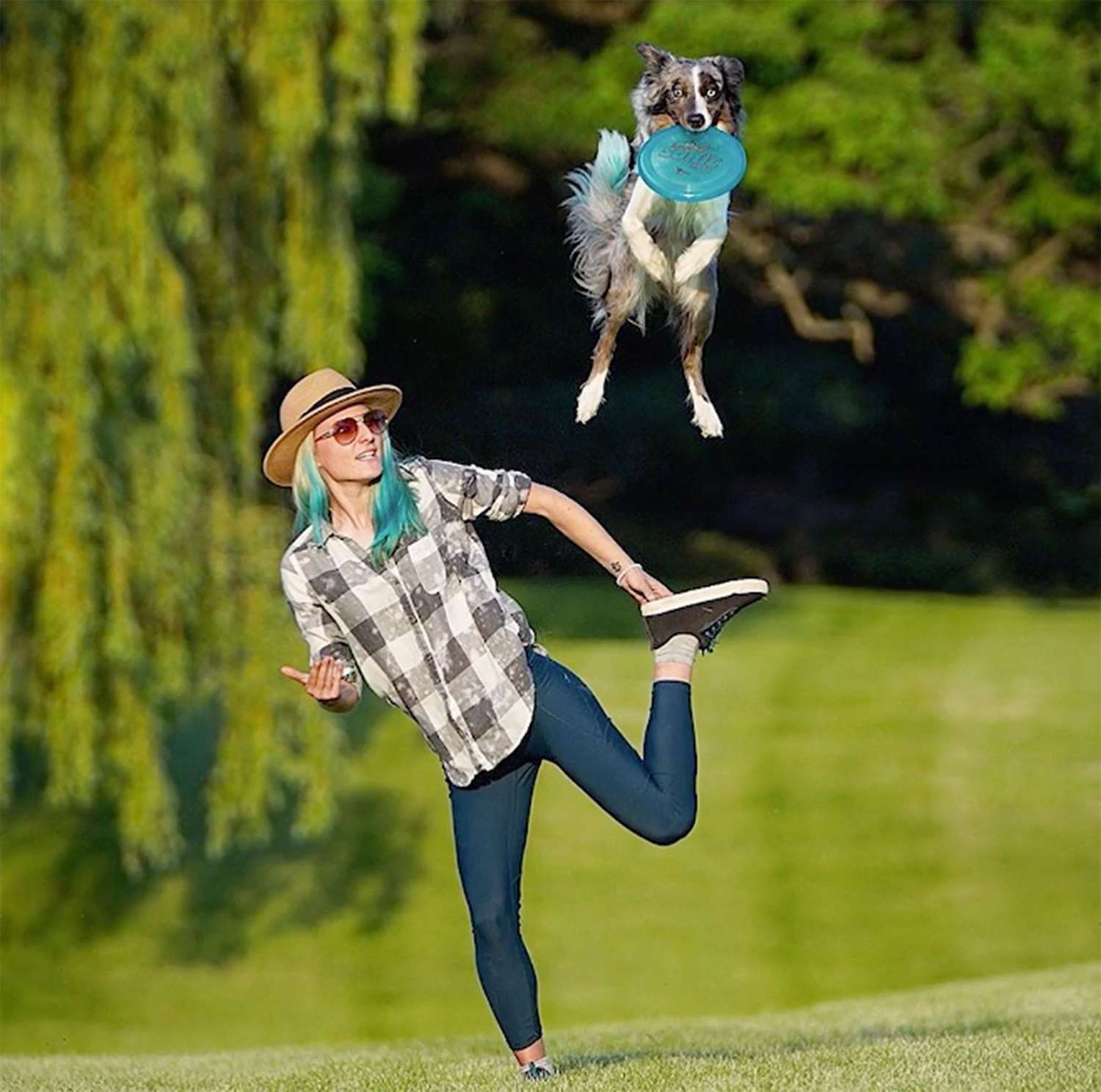 border collie jumping over Sara with a frisbee in his mouth
