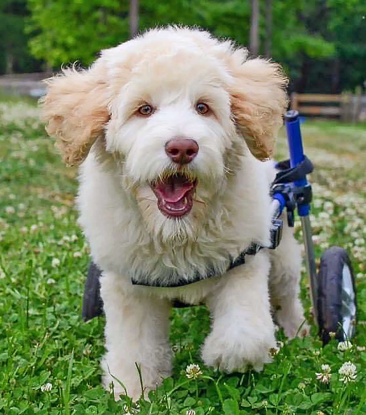 Benny as a puppy, running through clover in his wheelchair