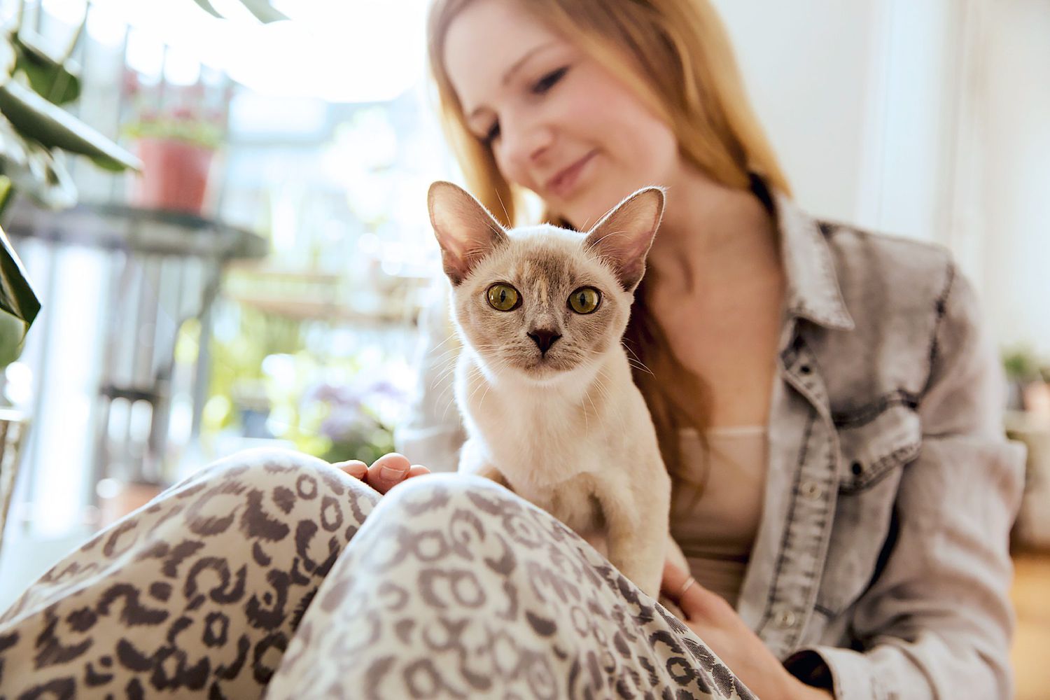 woman holding a Burmese cat on her lap