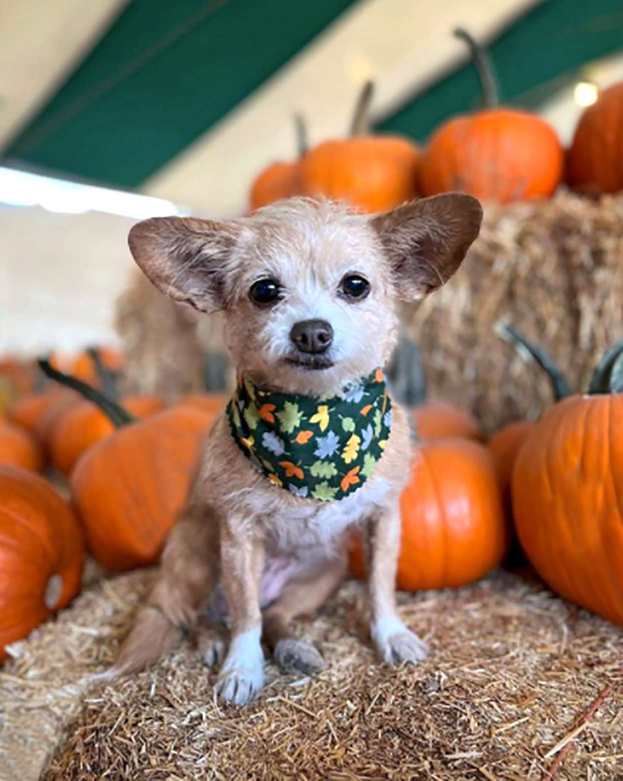 Chorkie, Chihuahua Yorkie mix, sitting on hay bale wearing a scarf