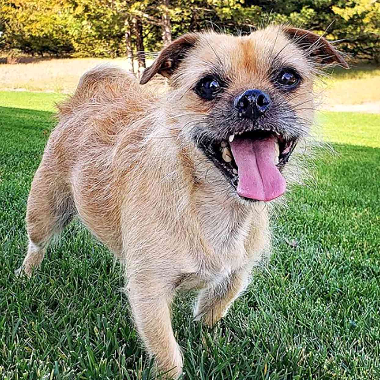 Pugshire, Pug Yorkie mix, standing in grass