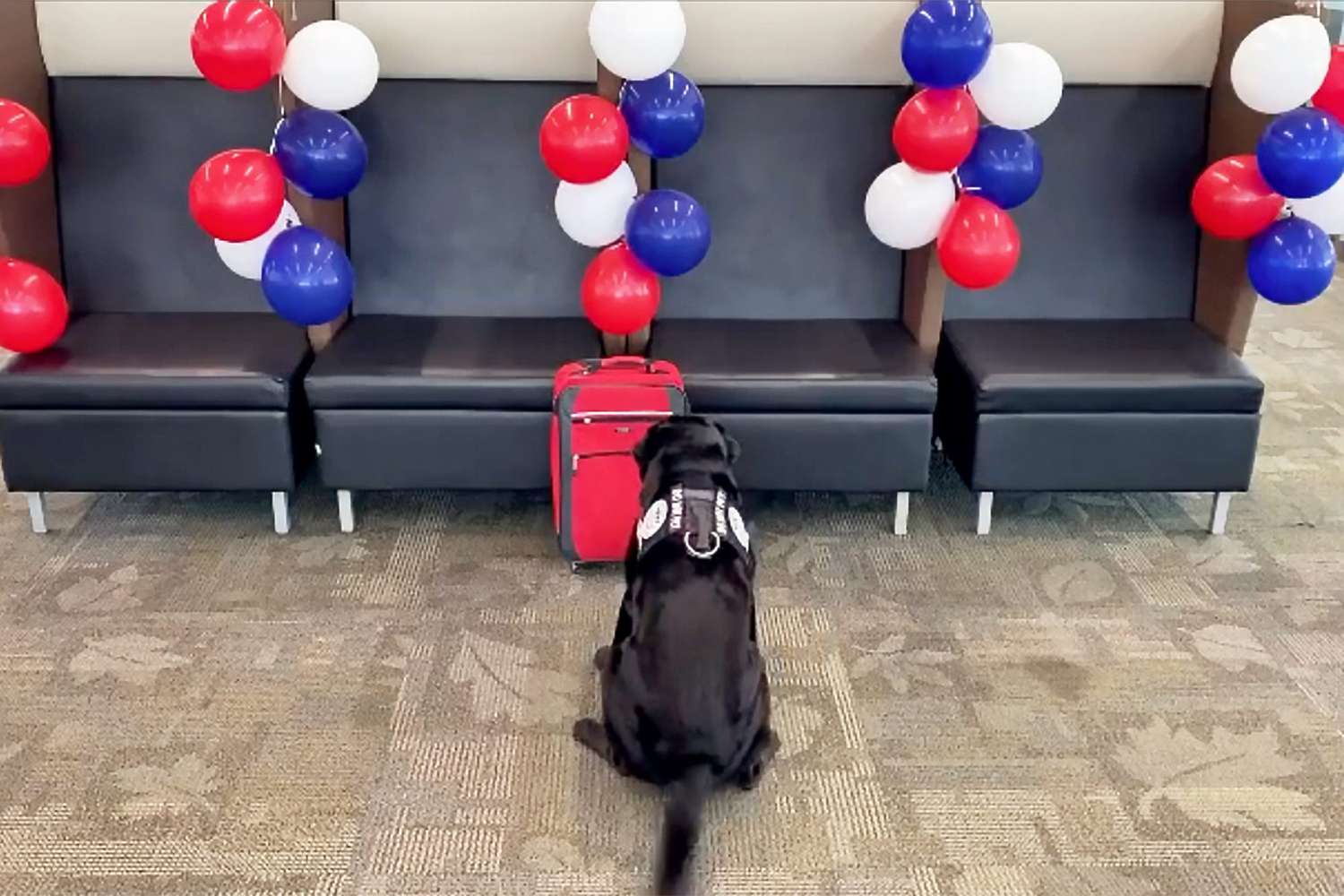 black lab searching luggage before a big surprise