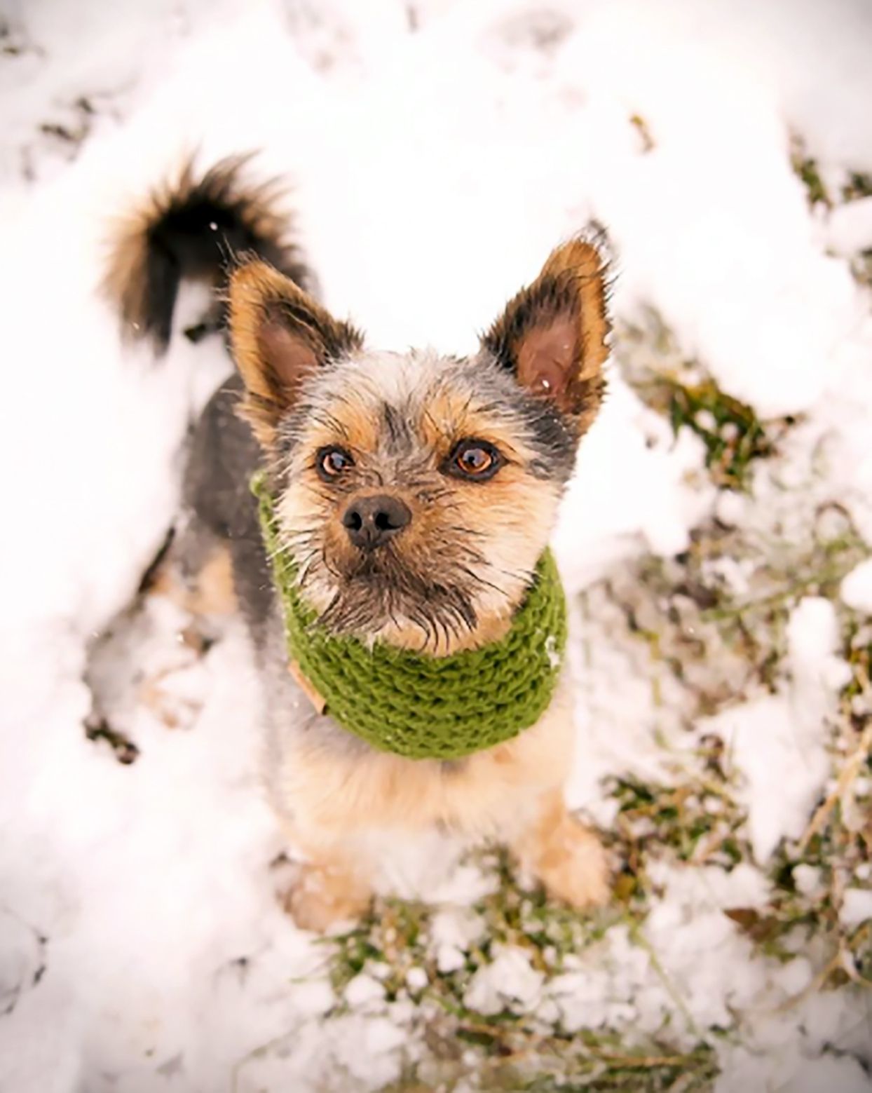 Yorkie-Pom, Pomeranian Yorkie mix, standing in snow wearing green scarf
