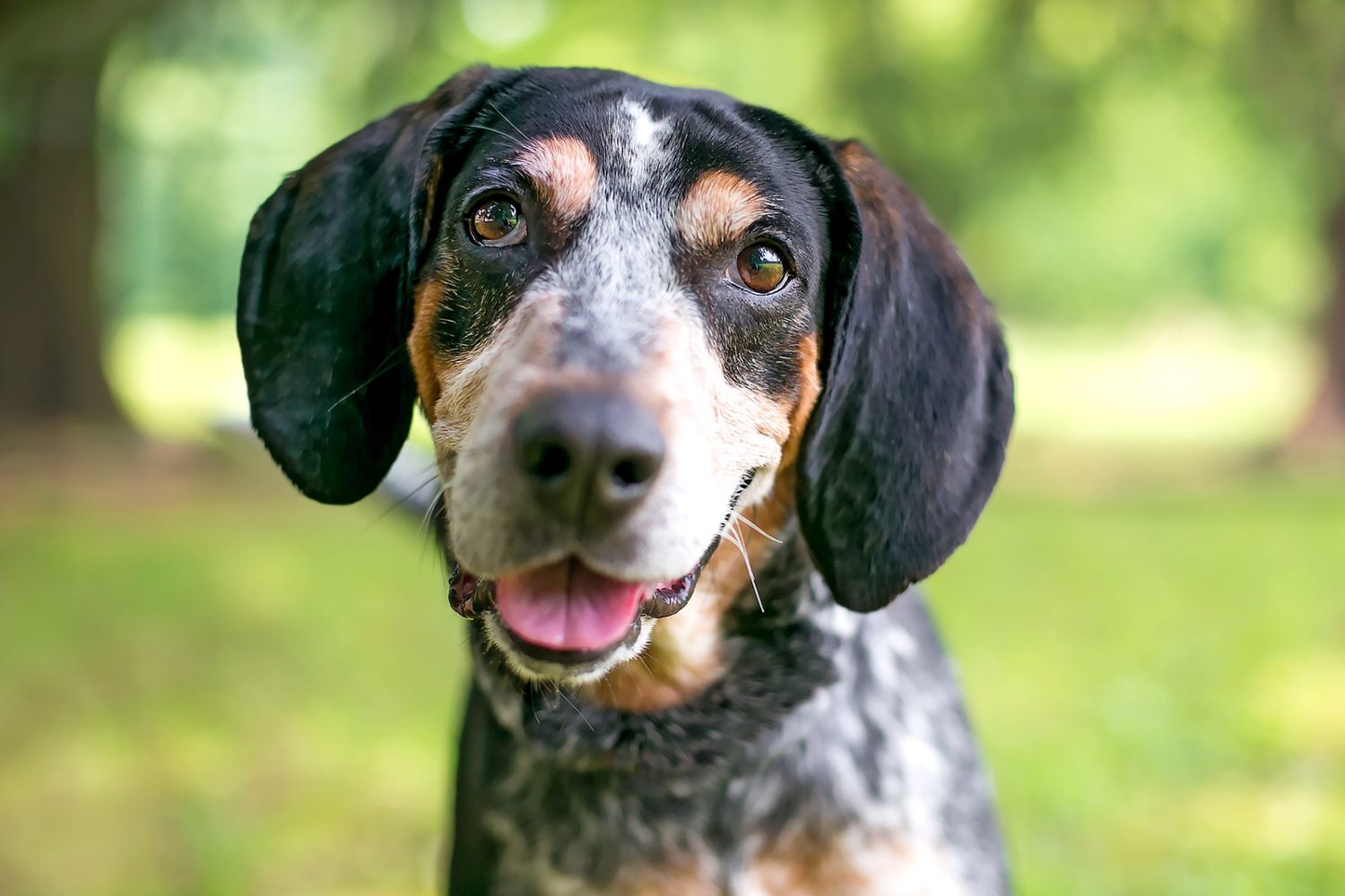 closeup of a bluetick coonhound with his mouth open